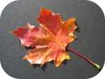 leaf